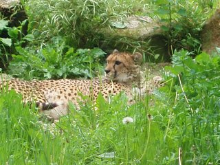 Riesengebirgse- Kammweg